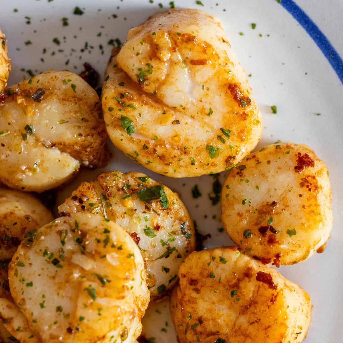 Close-up of Perfect Pan Seared Scallops, seasoned with herbs and spices, arranged on a white plate with a blue rim.