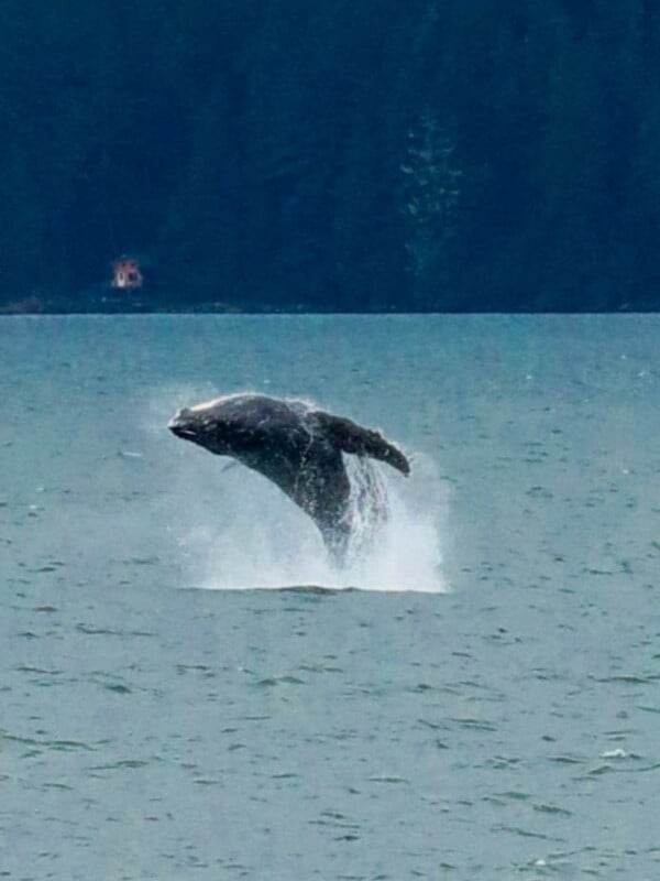picture of whale jumping out of ocean in juneau alaska