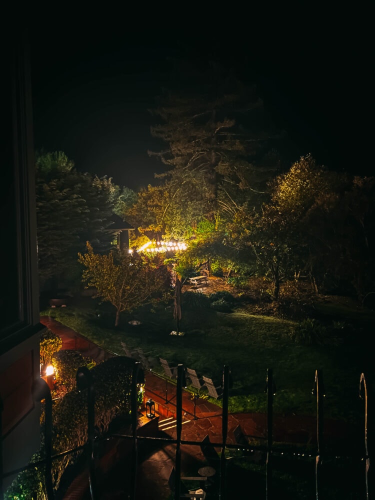 picture of forest in moonlight