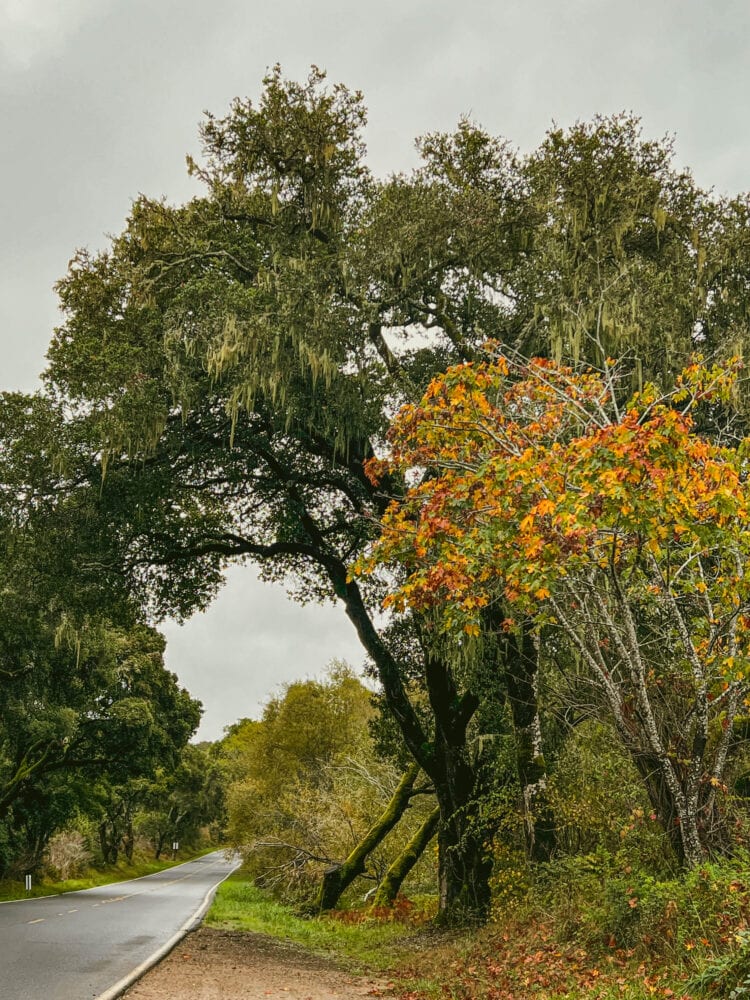 picture of trees along a road